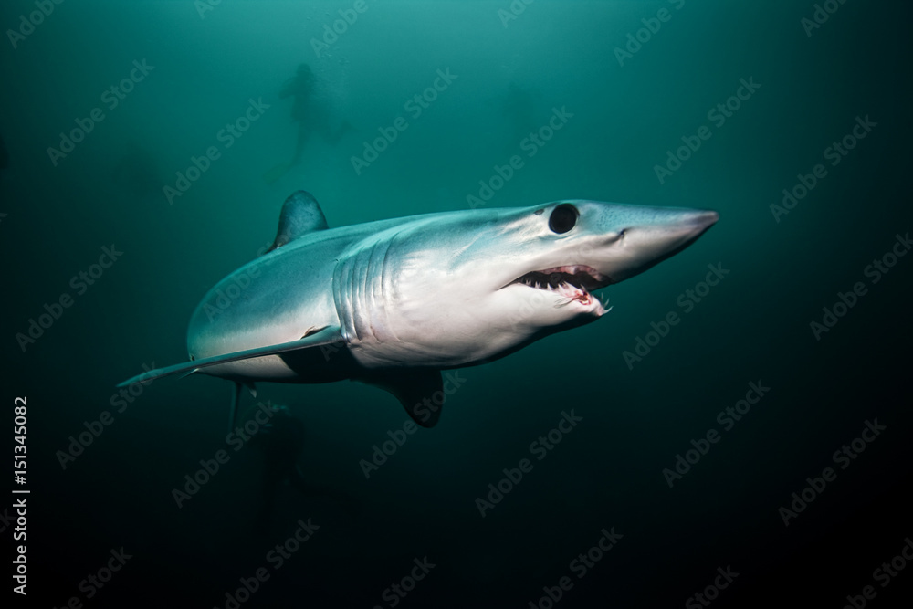 Obraz premium Mako shark, Isurus oxyrinchus, Atlantic ocean, Simon's Town, South Africa