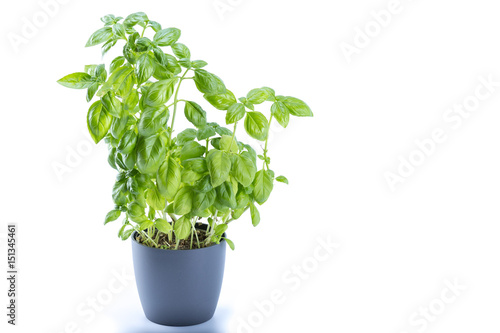 Basil tree planted on a grey pot isolated on white background