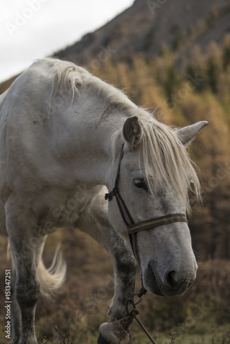 Portrait of a heavily worn tired horse © Igor