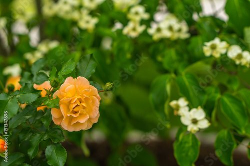Roses Blooming in the Spring Time