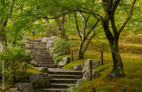 Steps leading up a mossy woodland valley in japan