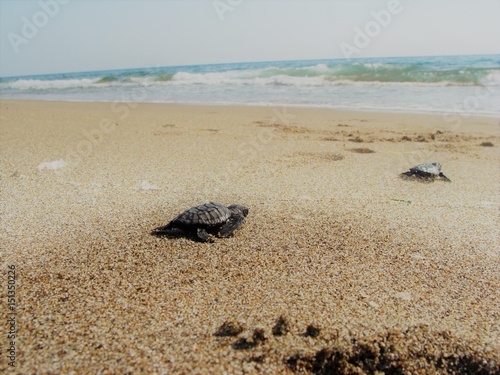 small baby SeaTurtles (Caretta carretta) on the Beach backing to the Ocean by instinct © Art Elysia