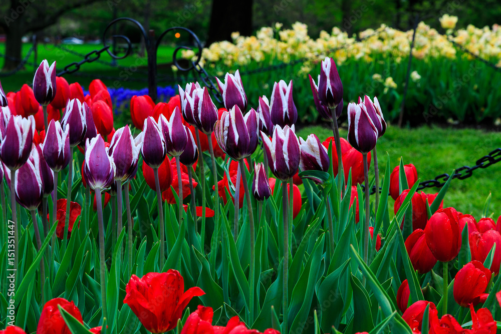 Obraz premium Tulips on display in Washington Park Albany NY on a rainy afternoon in spring