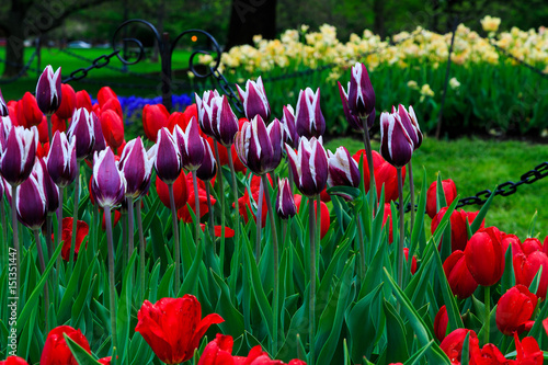Tulips on display in Washington Park Albany NY on a rainy afternoon in spring