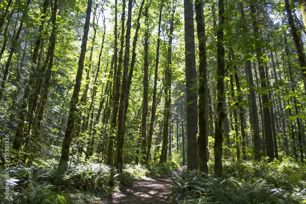 Obraz premium Pacific Crest Trail Oregon