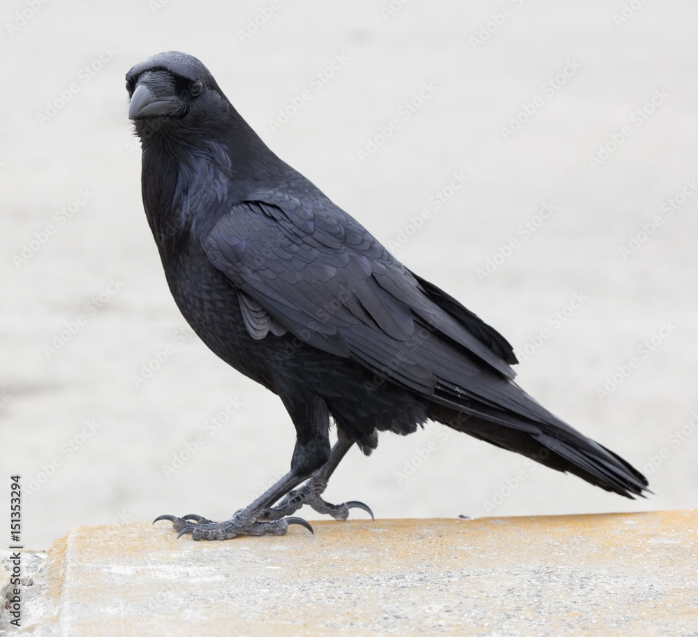 Raven. Ocean Beach, San Francisco, California.