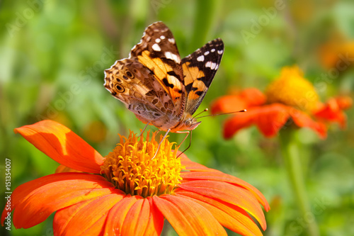 Schmetterling Distelfalter - Vanessa cardui - sitzt auf Blüte einer Tithonie - Tithonia rotundifolia