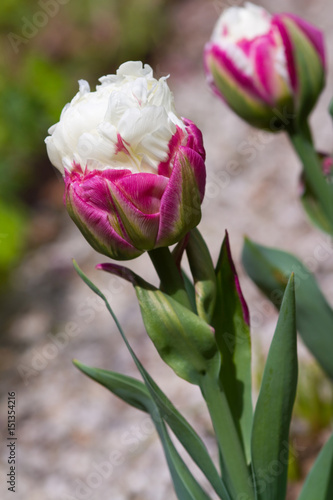 Fototapeta Naklejka Na Ścianę i Meble -  Blüten-Makro der Tulpensorte Ice Cream
