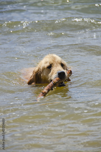 Golden Retriever Dog Swimming with Stick in Mountain Lake