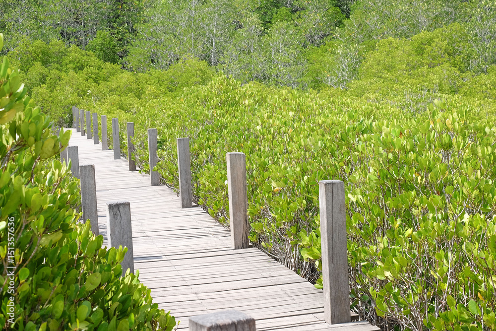 Mangrove forest Nature and Forest Klaeng in Rayong, Thailand