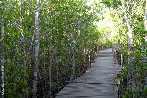 Mangrove forest Nature and Forest Klaeng in Rayong, Thailand © siewwy84