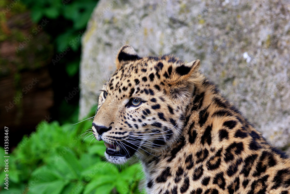 Close up of a beautiful leopard face with its mouth open. Space for text. Close up of a beautiful leopard face with its mouth open. Space for text.