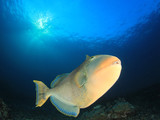 Yellowmargin Triggerfish fish