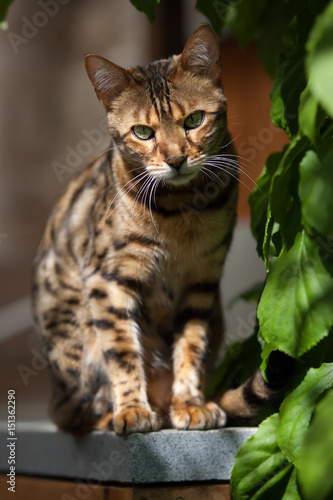 Bengal Cat in Garden © Andreas Krappweis