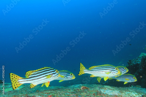 Underwater coral reef and fish