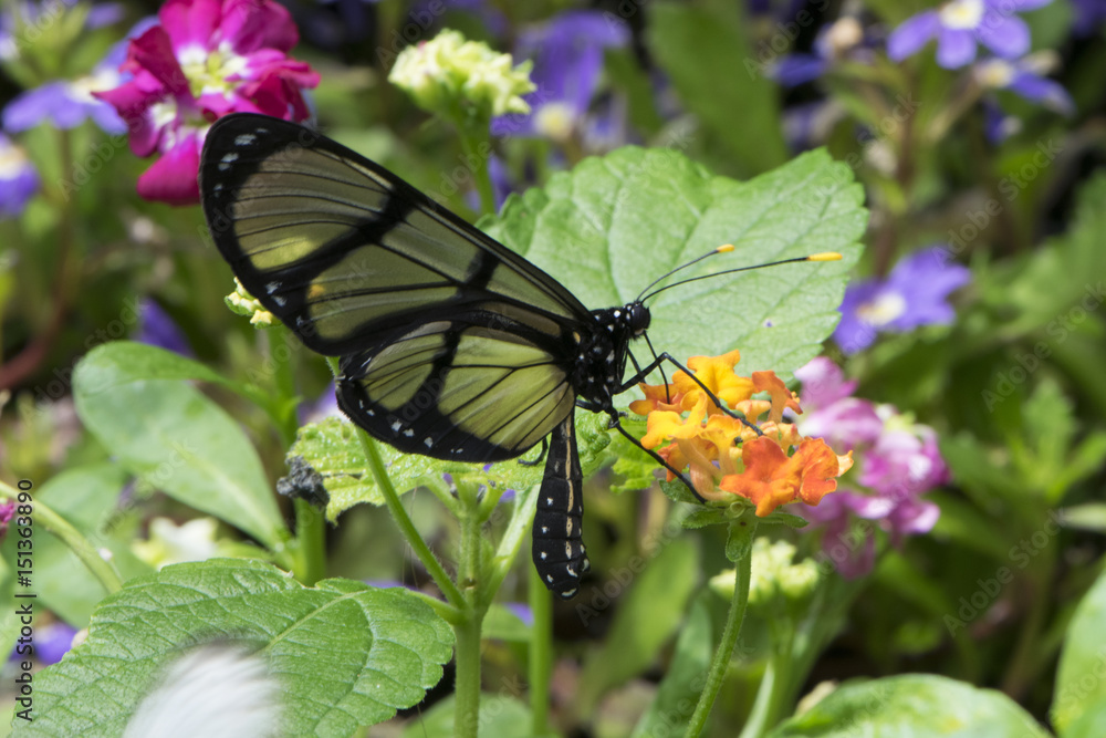 Fototapeta premium Butterfly 2017-31 / Glasswing butterfly on a flower