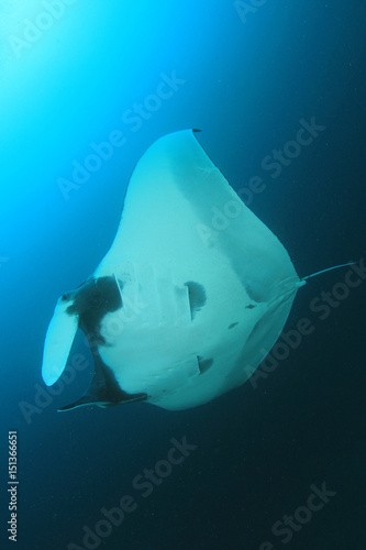 Manta Ray © Richard Carey