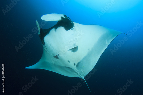 Manta Ray © Richard Carey