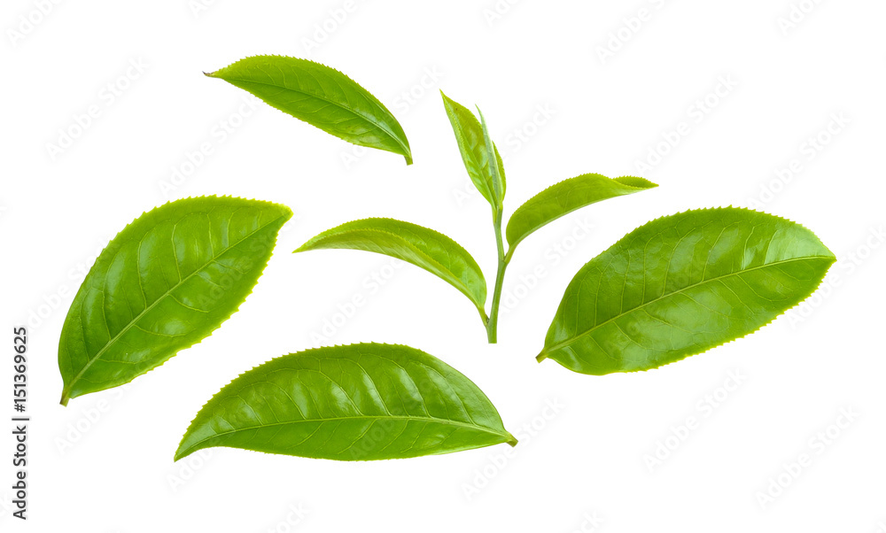 Green tea leaf isolated on white background Green tea leaf isolated on white background
