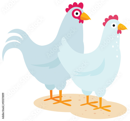 Pair of domestic birds a cock and a chicken in a cartoon style