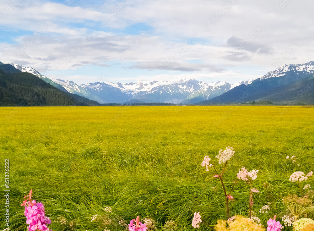 Obraz premium Wetland surrounded by distant snow covered mountains Alaska.