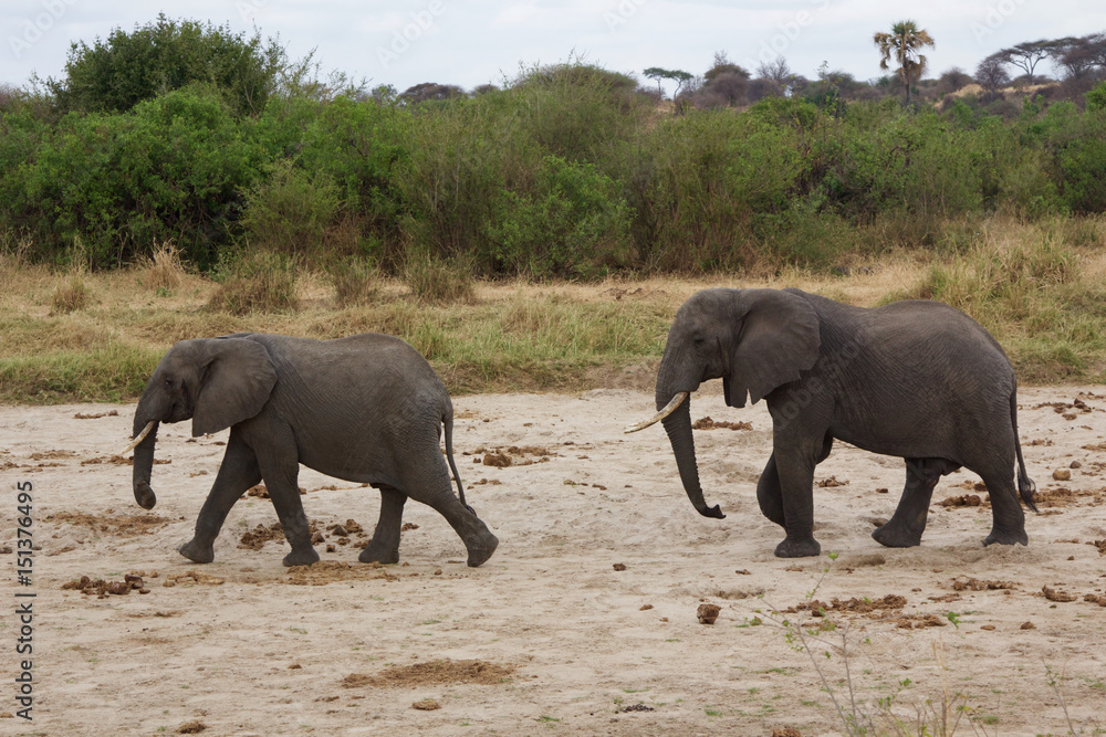 Fototapeta premium A Pair of African Elephants in Tanzania