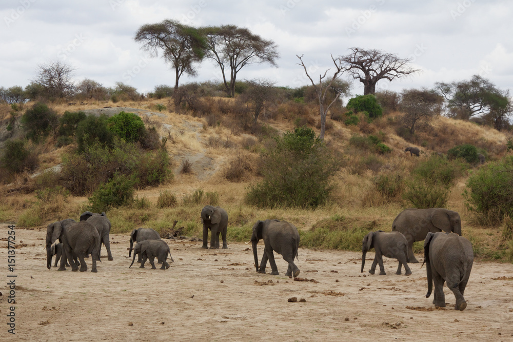Obraz premium A Herd of Elephants by the Tarangire River
