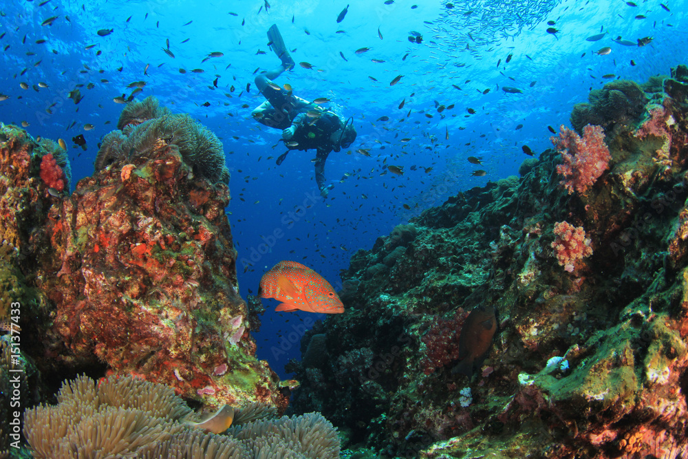 Fototapeta premium Scuba diver ecplores coral reef
