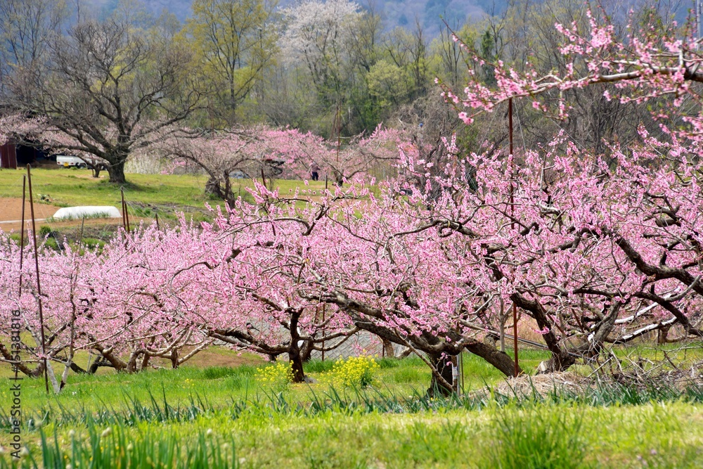 Peach field in full bloom in japan Peach field in full bloom in japan