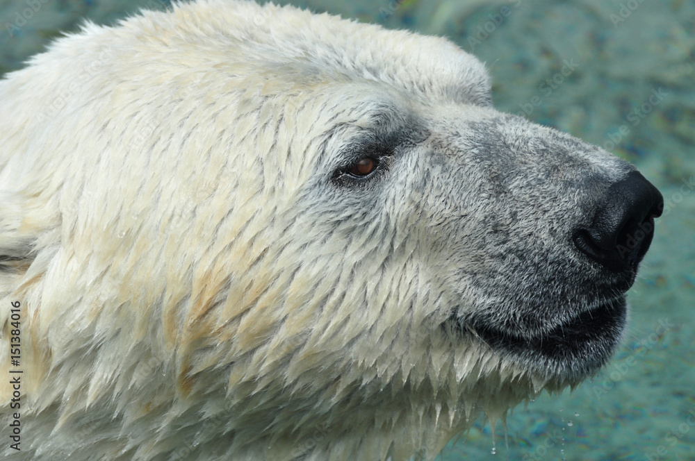 Fototapeta premium Polar Bear