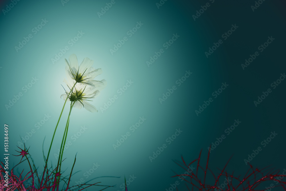 Low key of soft focus in white cosmos flowers (Cosmos Bipinnatus) on difference green tone background, selective focus