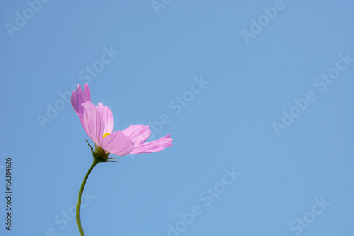 Soft focus of one pink cosmos flower (Cosmos Bipinnatus) on blue sky background, selective focus