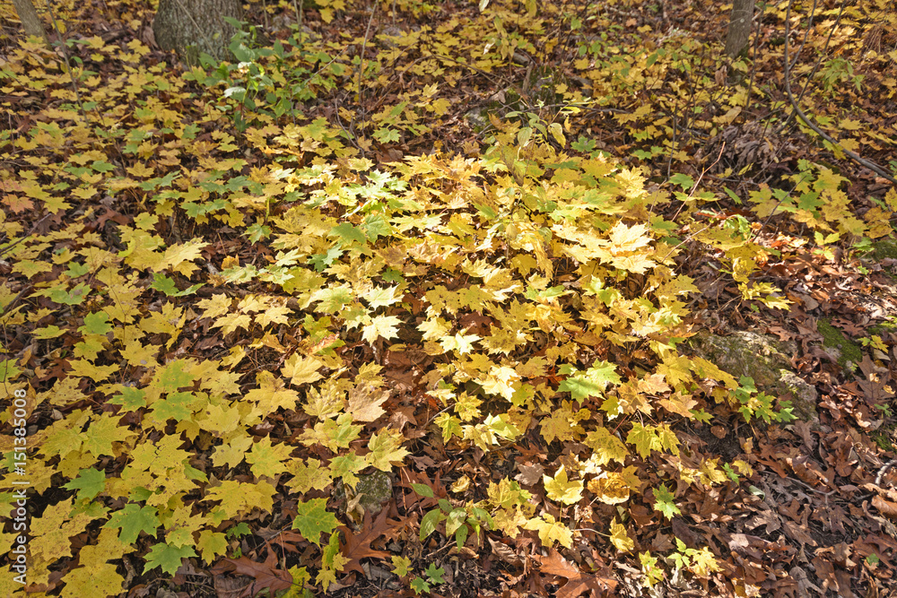 Yellow Maple Seedlings in the Fall Yellow Maple Seedlings in the Fall