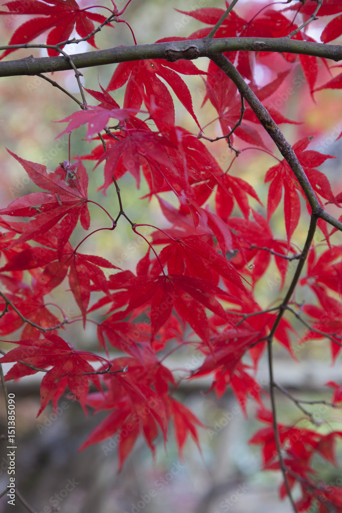 紅葉 紅葉