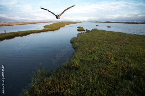 Bolsa Chica Wetlands Pelican