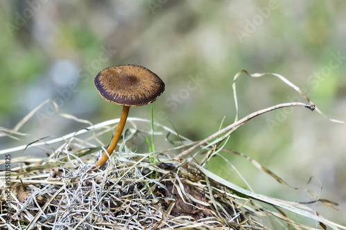 Mushroom Strobilurus stick ( lat: Strobilurus tenacellus ) photo