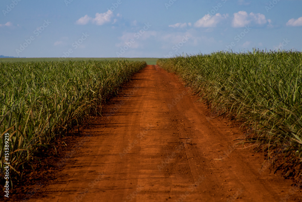 Sugar cane and road