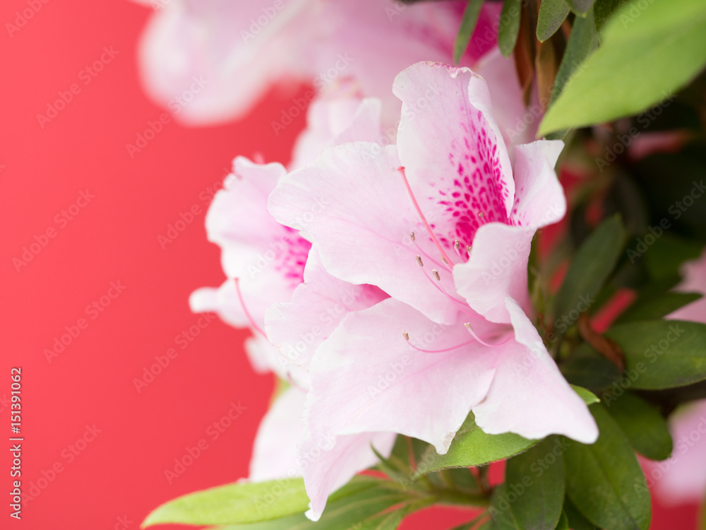 Obraz premium ツツジ 