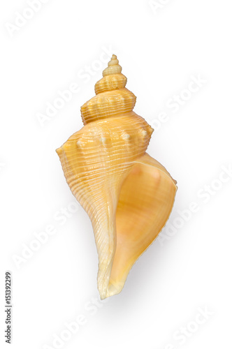 Outer lip of HEMIFUSUS TUBA CONCH Seashell isolated photo