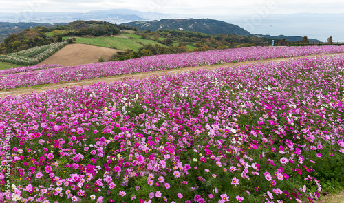 Pink Cosmos flower in autumn season