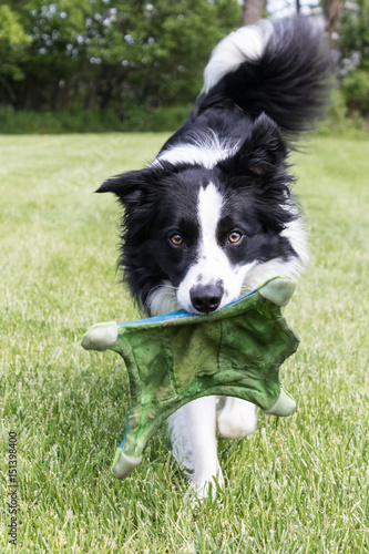 Border Collie Fetching a Frisbee