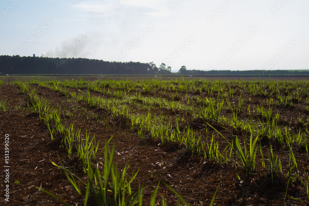 Fototapeta premium sugar cane plantation
