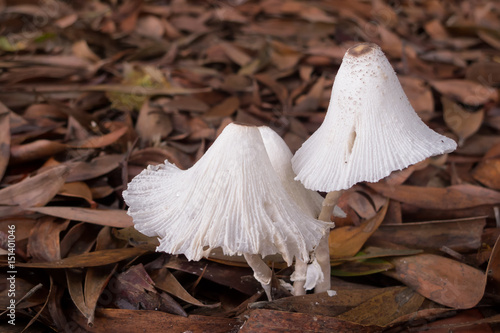 White Inkcap mushrooms on forest floor