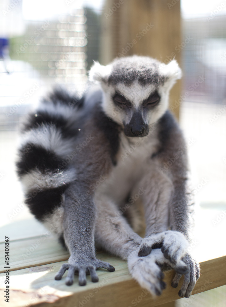 Fototapeta premium LEMUR MEDITATION