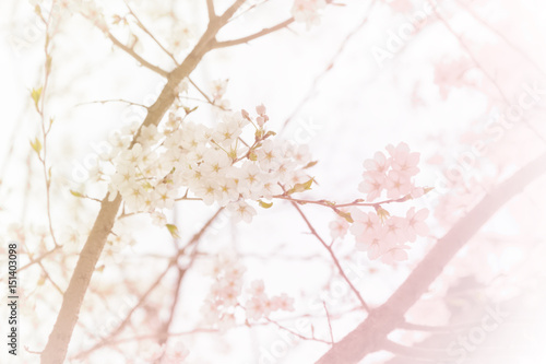 soft cherry blossom
