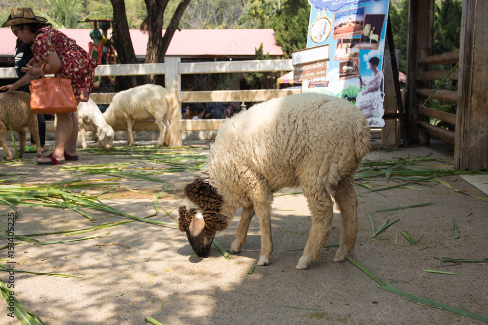 Naklejka premium happy white sheep in farm