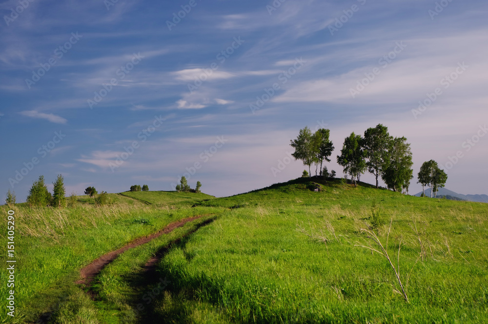 Fototapeta premium Landscape with country road to the valley in the spring foothills at fields with green grass of Altai mountains under clear blue sky with white clouds, Siberia, Russia