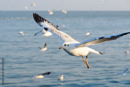 Flying seagull on the sea.
