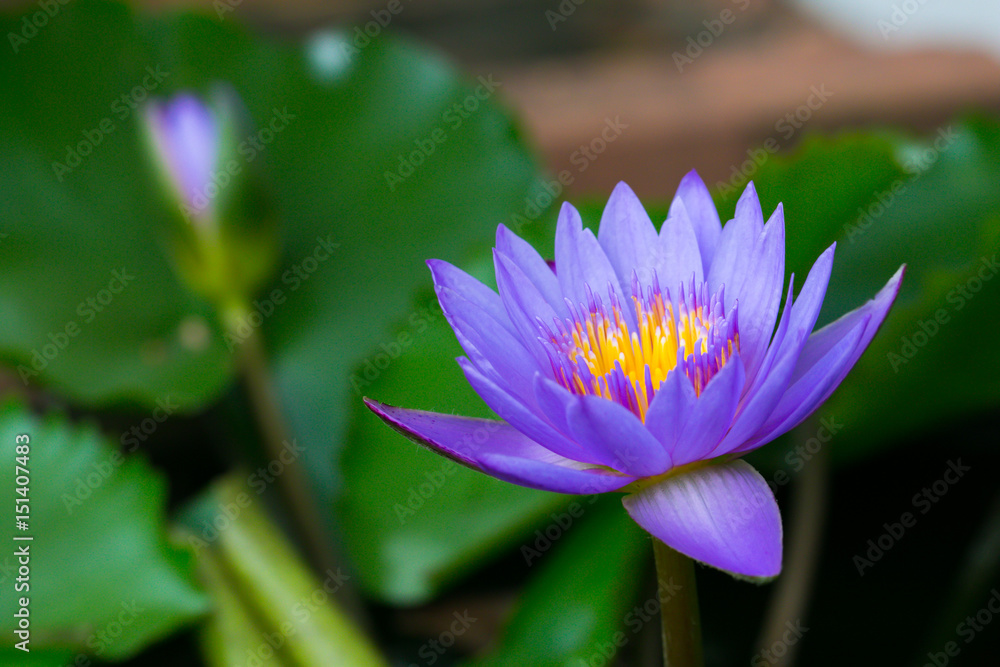 Close-up of beautiful violet lotus, Thailand. Close-up of beautiful violet lotus, Thailand.
