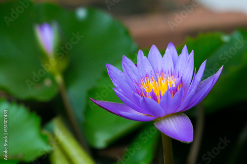 Close-up of beautiful violet lotus  Thailand.
